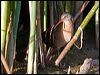 virginia_rail_110552