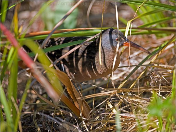 Virginia Rail virginia_rail_108149.psd