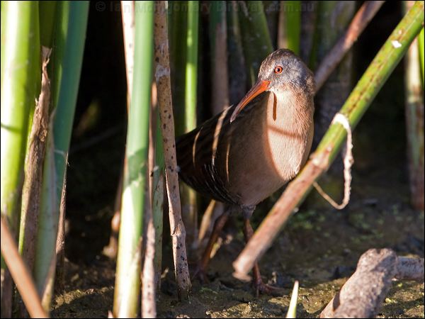 Virginia Rail virginia_rail_110552.psd