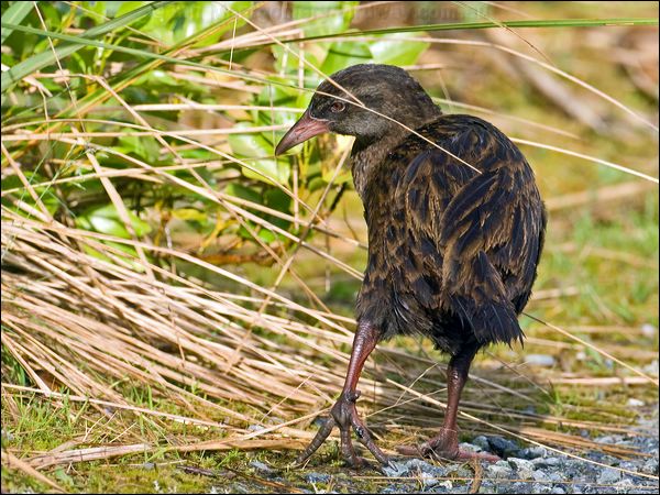 Weka weka_133715.psd