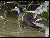 wh_br_waterhen_142242