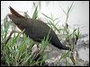 wh_br_waterhen_17689
