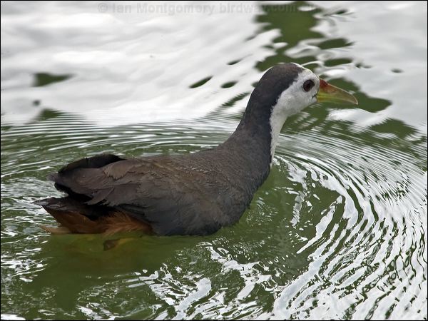 White-breasted Waterhen wh_br_waterhen_142225.psd