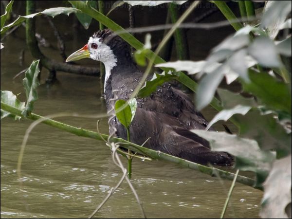 White-breasted Waterhen wh_br_waterhen_142242.psd