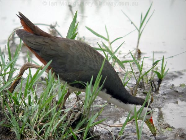 White-breasted Waterhen wh_br_waterhen_17689.jpg