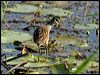 white_browed_crake_115152
