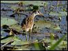 white_browed_crake_115153