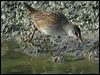 white_browed_crake_11919