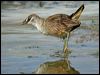 white_browed_crake_11933