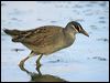 white_browed_crake_11942