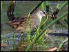 white_browed_crake_11950