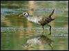 white_browed_crake_12023