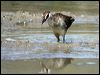 white_browed_crake_12030