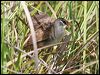 white_browed_crake_63285