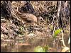 white_browed_crake_65383