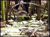 white_browed_crake_65423
