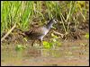 white_browed_crake_65451