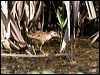white_browed_crake_65459