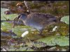 white_browed_crake_65478