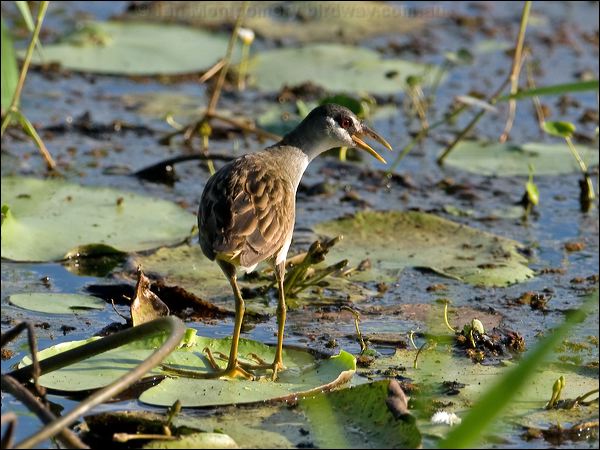 White-browed Crake white_browed_crake_115152.psd