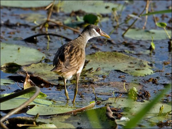 White-browed Crake white_browed_crake_115153.psd