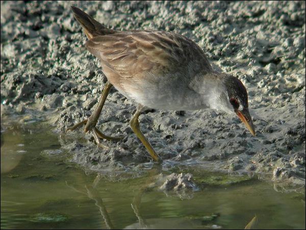 White-browed Crake white_browed_crake_11919.jpg