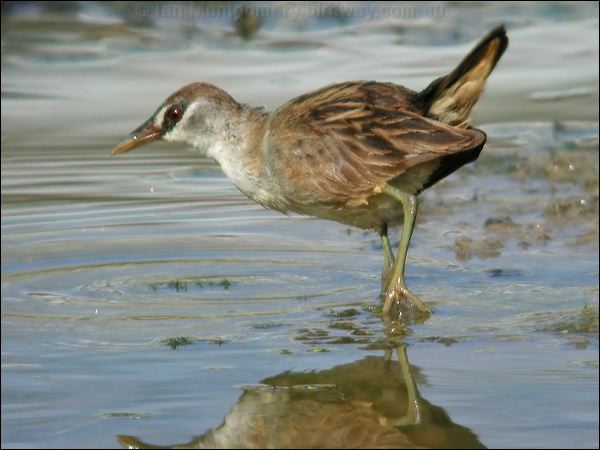 White-browed Crake white_browed_crake_11933.jpg