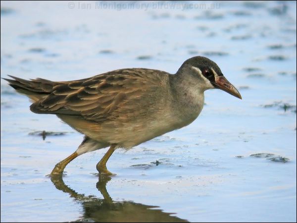 White-browed Crake white_browed_crake_11942.jpg