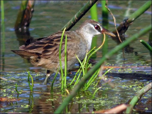 White-browed Crake white_browed_crake_11950.jpg