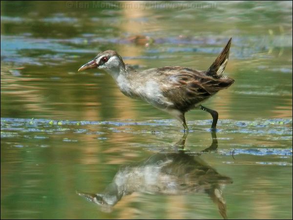 White-browed Crake white_browed_crake_12023.jpg