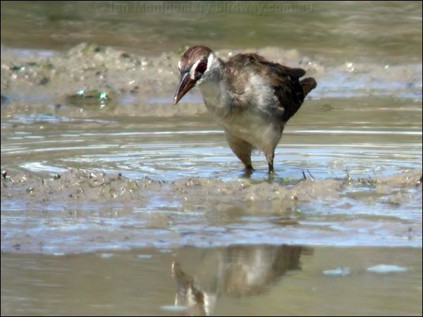 White-browed Crake white_browed_crake_12030.jpg