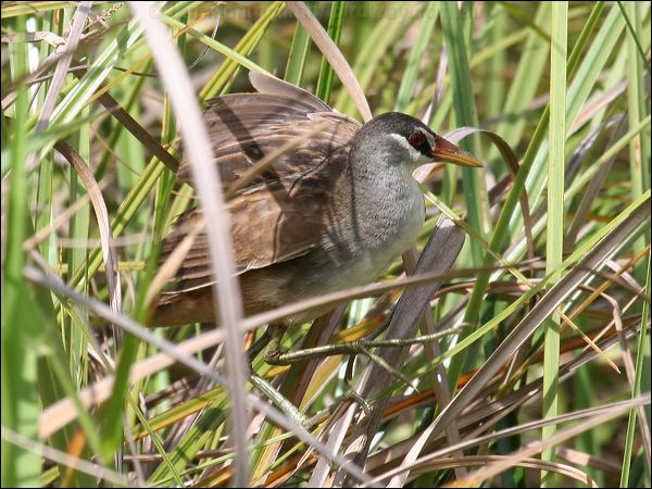 White-browed Crake white_browed_crake_63285.jpg