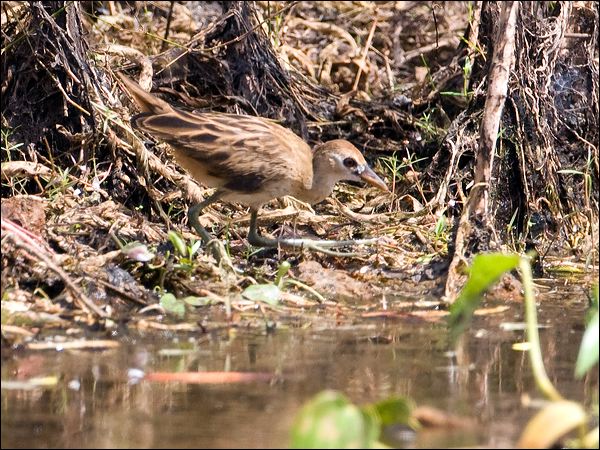 White-browed Crake white_browed_crake_65383.jpg