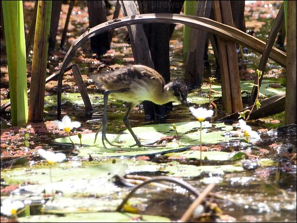White-browed Crake white_browed_crake_65423.jpg