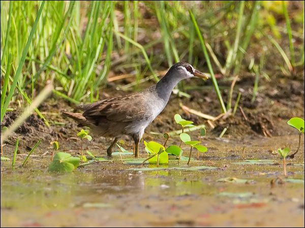 White-browed Crake white_browed_crake_65451.jpg