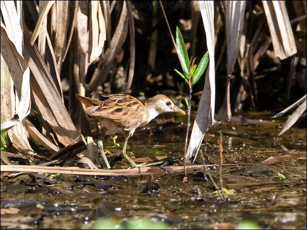 White-browed Crake white_browed_crake_65459.jpg