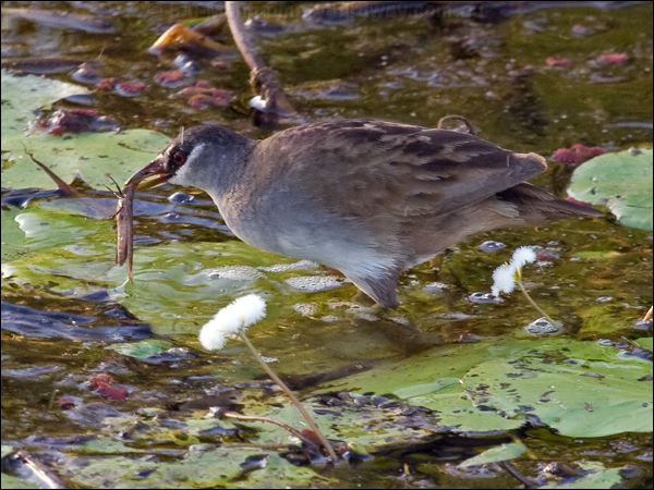White-browed Crake white_browed_crake_65478.jpg
