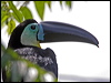 Click here to enter gallery and see photos of: Crimson-rumped Toucanet; Many-banded >Araçaris; Channel-billed and Cuvier's/White-throated Toucans.