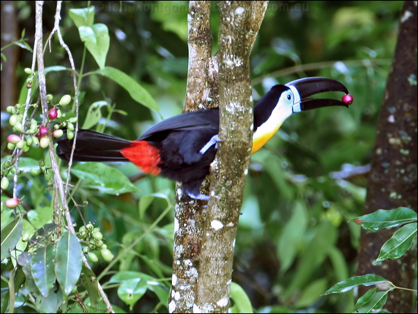 Channel-billed Toucan channelbilled_toucan_22254.psd
