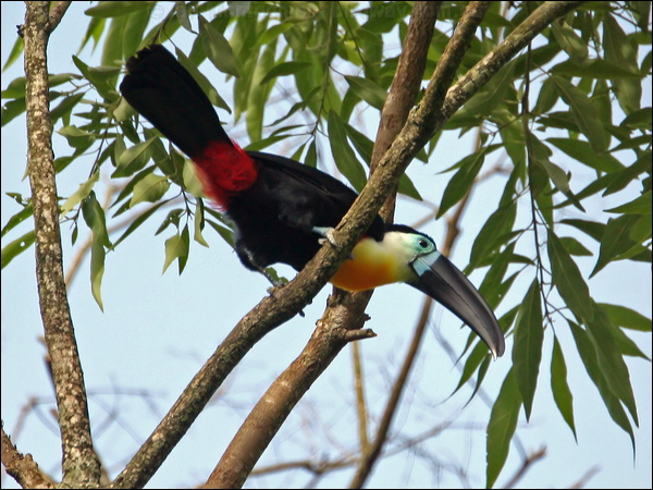 Channel-billed Toucan channelbilled_toucan_22598.psd
