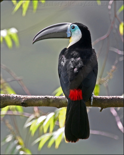 Channel-billed Toucan channelbilled_toucan_23835.psd