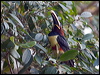 chestnutear_aracari_202923