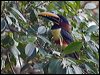 chestnutear_aracari_202926
