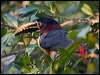 Click here to enter gallery and see photos/pictures/images of Chestnut-eared Araçari