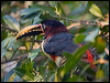 Click here to enter gallery and see photos/pictures/images of Chestnut-eared Ara&ccedil;ari