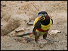 chestnutear_aracari_206442