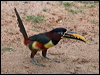 chestnutear_aracari_206443