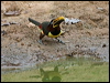 chestnutear_aracari_206447