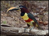 chestnutear_aracari_206450