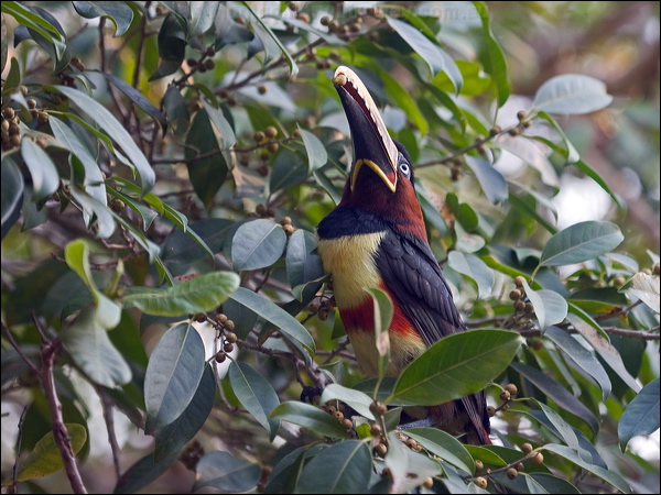 Chestnut-eared Ara&ccedil;ari chestnutear_aracari_202923.psd